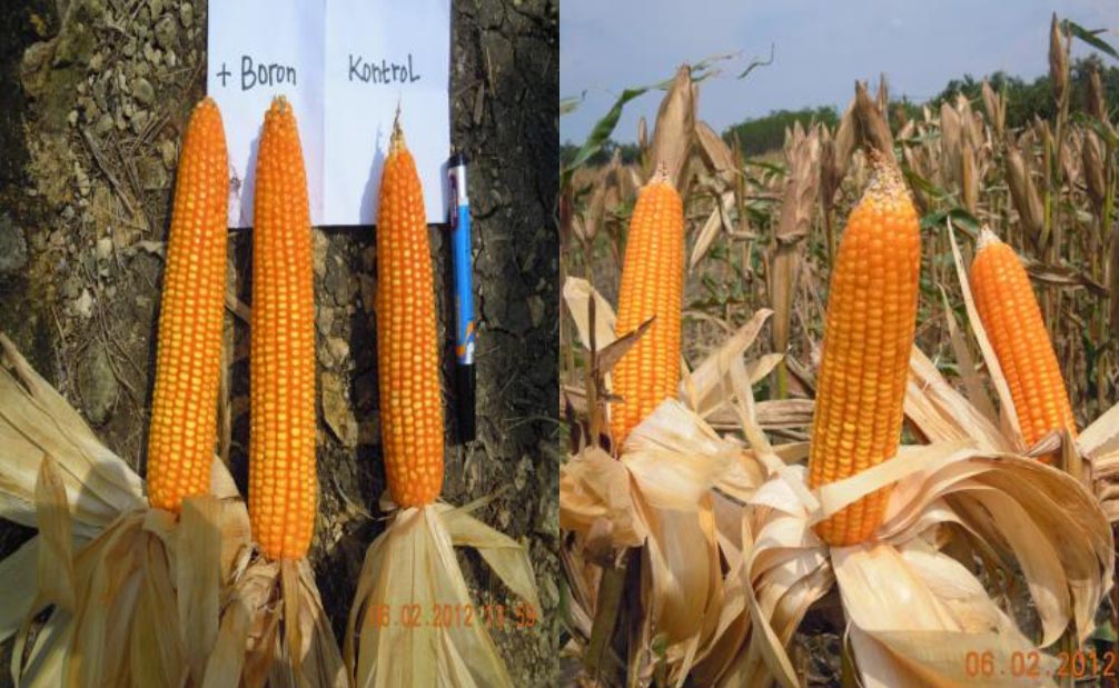 Corn Field Study | Indonesia | U.S. Borax